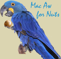 Macaw